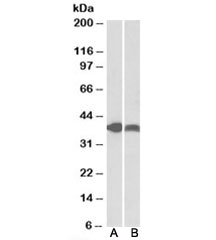 Western blot of pig spleen (A) and pig skeletal muscle (B) lysates with IDH3A antibody at 0.3ug/ml. Predicted molecular weight: ~39kDa.