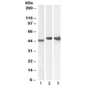Western blot testing of 1) human cerebellum, 2) mouse brain and 3) rat brain lysate with GFAP antibody at 0.003ug/ml (human/rat) and 0.1ug/ml (mouse). Predicted molecular weight ~50 kDa.