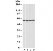 Western blot of human A) HeLa, B) HepG2, C) Jurkat and D) HEK293 nuclear lysates with PTBP1 antibody at 0.01ug/ml. Predicted molecular weight ~57 kDa.
