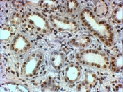 IHC staining of FFPE human kidney with PTBP1 antibody at 2ug/ml. HIER: steamed with pH9 Tris/EDTA buffer, HRP-staining.