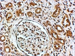 IHC testing of FFPE human kidney with VSP41 antibody at 4ug/ml. HIER: steamed with pH6 citrate buffer, HRP-staining.