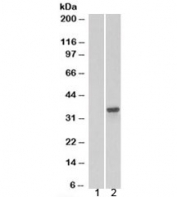 Western blot of HEK293 lysate overexpressing PSMF1 tested with PSMF1 antibody (mock transfection in lane 1). Predicted molecular weight: ~30kDa.