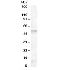 Western blot testing of human placenta lysate with FKBP52 antibody at 0.01ug/ml. Predicted/observed molecular weight: ~52/52-59kDa.