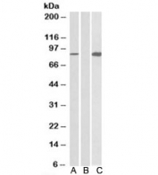 Western blot testing of HEK293 lysate overexpressing human STAT4-MYC probed with STAT4 antibody (0.5ug/ml) in Lane A and anti-MYC (1/1000) in lane C. Mock-transfected HEK293 probed with STAT4 (1ug/ml) in Lane B. Predicted molecular weight: ~86kDa.