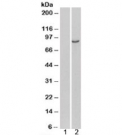 Western blot of HEK293 lysate overexpressing human PDE4B probed with PDE4B antibody. (mock transfection in lane 1). Predicted molecular weight: ~83 kDa, routinely observed at 83~98 kDa.