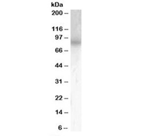 Western blot testing of mouse brain lysate with PDE4B antibody at 0.5ug/ml. Predicted molecular weight: ~83kDa, routinely observed at 83~98kDa.