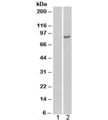 Western blot of HEK293 lysate overexpressing human PDE4B probed with PDE4B antibody. (mock transfection in lane 1). Predicted molecular weight: ~83kDa, routinely observed at 83~98kDa.