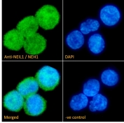 Immunofluorescent staining of fixed and permeabilized human U937 cells with NEIL1 antibody (green) at 10ug/ml and DAPI nuclear stain (blue).