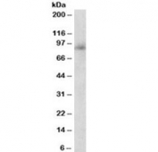 Western blot testing of human peripheral blood lymphocyte lysate with Myeloperoxidase antibody at 0.3ug/ml. Expected molecular weight: 59-64 kDa (alpha chain, may be observed at higher molecular weights due to glycosylation), 150+ kDa (glycosylated mature form).