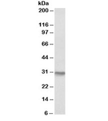 Western blot testing of human kidney lysate with NQO1 antibody at 0.3ug/ml. Predicted molecular weight ~30kDa.~
