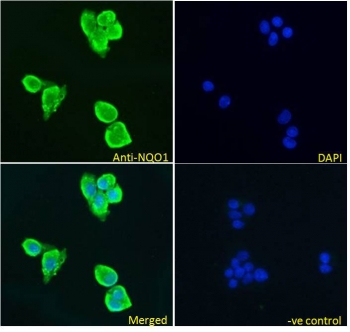IF/ICC testing of fixed and permeabilized human HepG2 cells with NQO1 antibody (green) at 5ug/ml and DAPI nuclear stain (bl