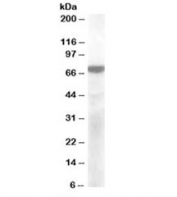 Western blot testing of cerebellum lysate with KCNQ4 antibody at 2ug/ml. Predicted molecular weight: ~71kDa.