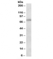 Western blot testing of mouse testis lysate with Dbf4 antibody at 1ug/ml. Predicted molecular weight: ~74kDa.