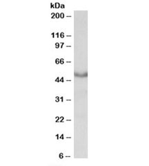 Western blot testing of mouse heart lysate with CHRM1 antibody at 0.3ug/ml. Predicted molecular weight: ~51kDa.