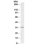 Western blot testing of HepG2 lysate with ING2 antibody at 2ug/ml. Predicted molecular weight: ~33kDa.