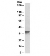 Western blot testing of human platelet lysate with GOLPH3 antibody at 0.3ug/ml. Predicted molecular weight ~34 kDa.