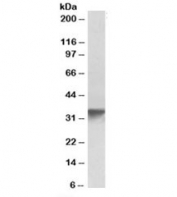 Western blot testing of human platelet lysate with GOLPH3 antibody at 0.3ug/ml. Predicted molecular weight ~34 kDa.