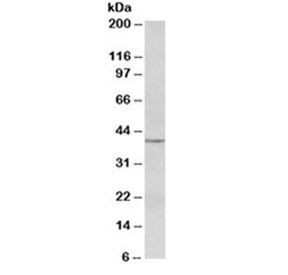 Western blot testing of human lymph lysate with PAX5 antibody at 0.3ug/ml. Predicted molecular weight ~42kDa.~