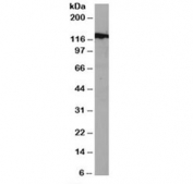 Western blot testing of mouse NSO lysate with DDB1 antibody at 1ug/ml. Predicted molecular weight: ~127 kDa.