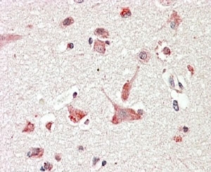 IHC testing of FFPE human cerebral cortex with GLP antibody at 4ug/ml. HIER: steamed with pH6 citrate buffer, AP-staining.