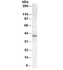 Western blot testing of Daudi lysate with PU.1 antibody at 0.03ug/ml. Predicted molecular weight ~31kDa but routinely observed at ~40kDa.