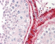 IHC testing of FFPE human testis tissue with BAG5 antibody at 3.75ug/ml. Required HIER: steamed antigen retrieval with pH6 citrate buffer; AP-staining.