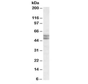 Western blot testing of nuclear HeLa lysate with BAG5 antibody at 2ug/ml. Predicted molecular weight: ~56/51kDa (isoforms a/b).~