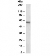 Western blot testing of human hippocampus lysate with GLAST antibody at 2ug/ml. Predicted molecular weight: 55-60 kDa.