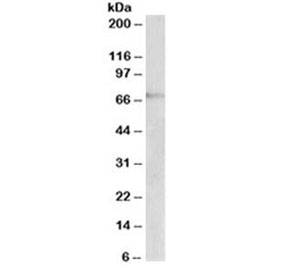 Western blot testing of Jurkat lysate with DBH antibody at 2ug/ml. Predicted molecular weight ~69kDa.~
