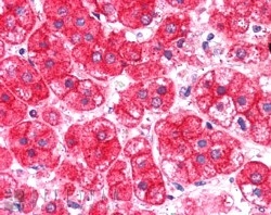 IHC staining of FFPE human pancreas with EXOC7 antibody at 0.5ug/ml. HIER: steamed with pH6 citrate buffer, AP-staining.