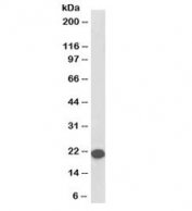 Western blot testing of human cerebellum lysate with biotinylated RKIP antibody at 0.1ug/ml. Predicted molecular weight: ~21kDa.