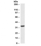 Western blot testing of HepG2 lysates with CNN2 antibody at 0.03ug/ml with [B] and without [A] blocking/immunizing peptide. Predicted molecular weight: ~34kDa.