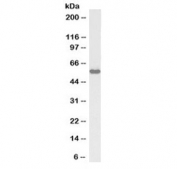 Western blot testing of rat testis lysate with biotinylated KPNA3 antibody at 1ug/ml. Predicted molecular weight ~58kDa.
