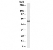 Western blot testing of rat testis lysate with biotinylated KPNA3 antibody at 1ug/ml. Predicted molecular weight ~58kDa.
