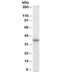 Western blot testing of K562 cell lysate with HMOX2 antibody at 0.3ug/ml. Predicted molecular weight: ~36kDa.~