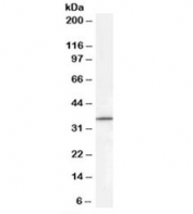 Western blot testing of HEPG2 cell lysate with RNF115 antibody at 0.3ug/ml. Predicted molecular weight: ~34kDa.