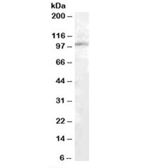 Western blot testing of human kidney lysate with PAM antibody at 1ug/ml. Predicted molecular weight: ~101kDa.