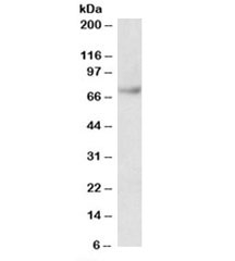 Western blot testing of Jurkat lysate with Fubp1 antibody at 0.03ug/ml. Predicted molecular weight: ~68kDa.~