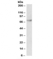 Western blot testing of Jurkat lysate with Fubp1 antibody at 0.03ug/ml. Predicted molecular weight: ~68kDa.
