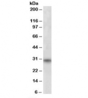 Western blot testing of human skeletal muscle lysate with FHL3 antibody at 1ug/ml. Predicted molecular weight: ~31 kDa, can also be observed at 33-34 kDa.