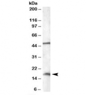 Western blot testing of HepG2 lysate with RBM3 antibody at 0.01ug/ml. The expected ~17kDa band and the additional ~48kDa band are both blocked by the immunizing peptide.