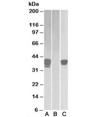 Western blot of HEK293 lysate overexpressing human BOB1-FLAG probed with BOB-1 antibody (1ug/ml) in lane A and with anti-FLAG (1/3000) in lane C. Mock-transfected probed with anti-BOB-1 (1ug/ml) in lane B. Predicted molecular weight: ~28/35-40kDa (unmodified/ubiquitinated).~