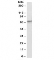 Western blot testing of A549 lysate with PRDM14 antibody at 2ug/ml. Predicted molecular weight: ~64kDa.