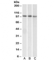 Western blot testing of human A) K562, B) MOLT4 and C) mouse NIH3T3 lysate with STAT5A antibody at 0.3ug/ml. Predicted molecular weight: ~91kDa.