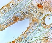 IHC testing of FFPE human kidney with PTGER1 antibody at 2ug/ml. HIER: steamed with pH6 citrate buffer, HRP-staining.