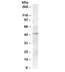Western blot testing of human bone marrow lysate with TMPRSS4 antibody at 1ug/ml. Predicted molecular weight: ~48kDa.