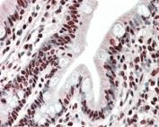 IHC staining of FFPE human small intestine with HNRNPA2B1 antibody at 5ug/ml. HIER: steamed with pH6 citrate buffer, AP-staining.