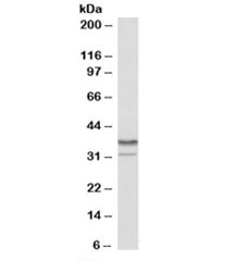 Western blot of NIH3T3 nuclear lysate with HNRNPA2B1 antibody at 0.01ug/ml. Predicted molecular weight: ~36kDa.