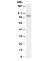 Western blot testing of rat heart lysate with BMP antibody at 2ug/ml. Predicted molecular weight: ~111 kDa.