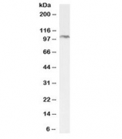 Western blot testing of mouse NIH3T3 cell lysate with BMP antibody at 2ug/ml. Predicted molecular weight: ~111 kDa.